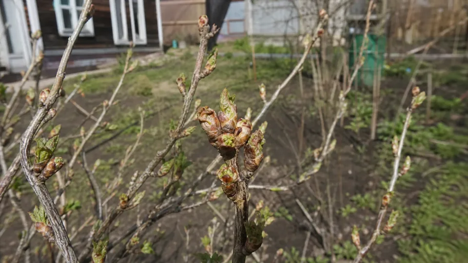 Здоровые и пораженные почковым клещом почки смородины