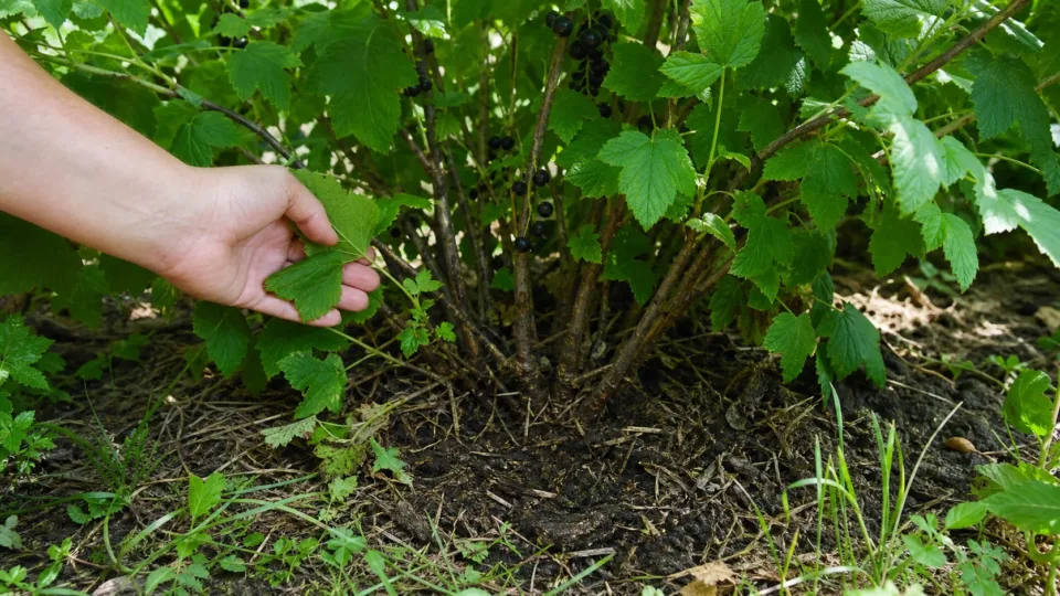 Осмотр основания куста черной смородины после сбора ягод